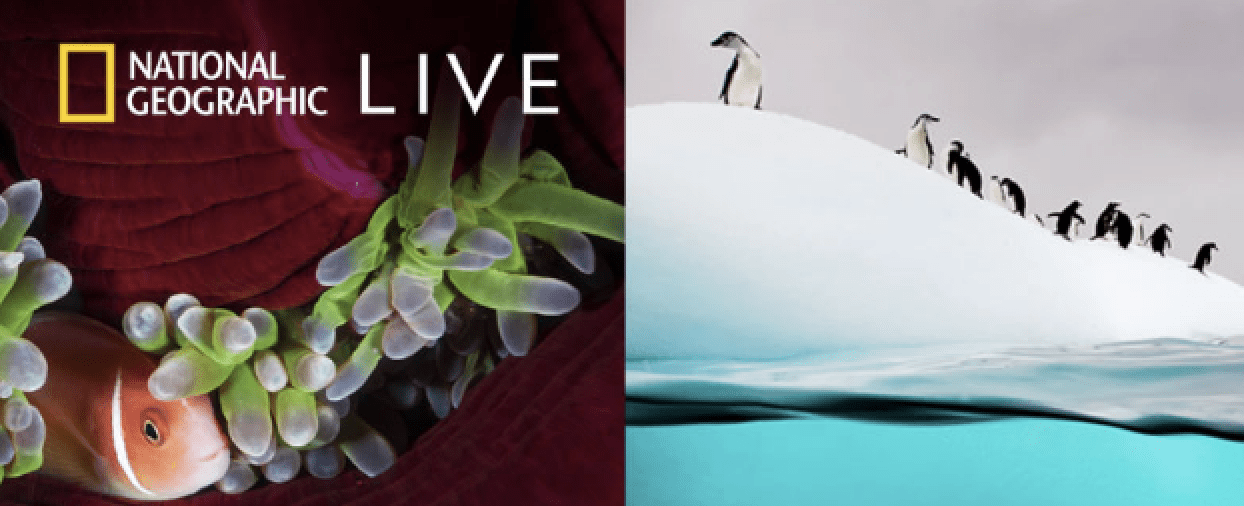 National Geographic Live. A clown fish in a coral reef and penguins on top of ice.